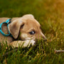 shallow focus photography of puppy lying on green grass