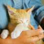 person holding orange tabby kitten