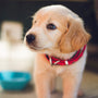 selective focus photography of short-coated brown puppy facing right side