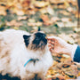 person feeding white and black cat