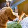 closeup photography of woman holding adult golden retriever