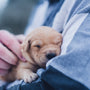 shallow focus photography of brown puppy during daytime