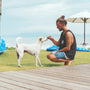 man feeding white dog