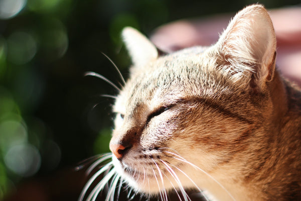 tilt shift lens photography of brown tabby cat