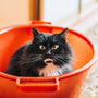 tuxedo cat inside bucket