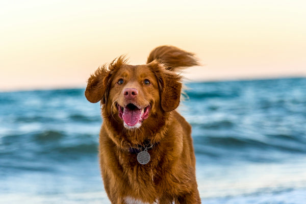 dog running on beach during daytime
