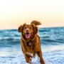 dog running on beach during daytime