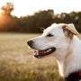 shallow focus photography of adult yellow Labrador retriever
