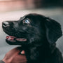 black Labrador retriever puppy on selective focus photography