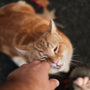 person petting orange tabby cat