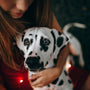 selective focus photography of white and black dog