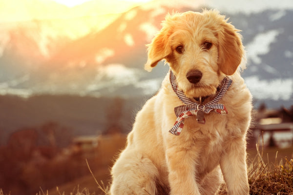 brown puppy on brown grass