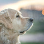 selective focus photo of adult gold Golden Retriever