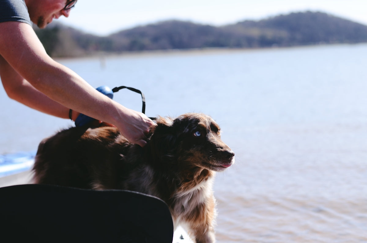 a dog that is sitting in a boat