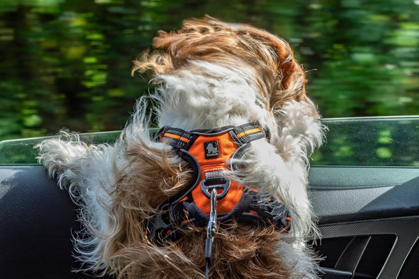 long-coated white and brown dog