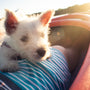 white dog on person's lap