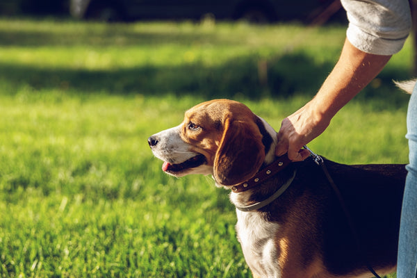 selective focus photography of adult tricolor beagle