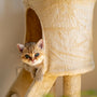 kitten in cat tree
