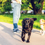adult black Labrador retriever walking outdoors
