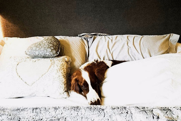 brown dog on sofa