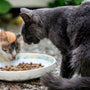 cats eat foods