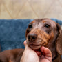 person touching dog