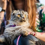brown tabby cat on woman's lap