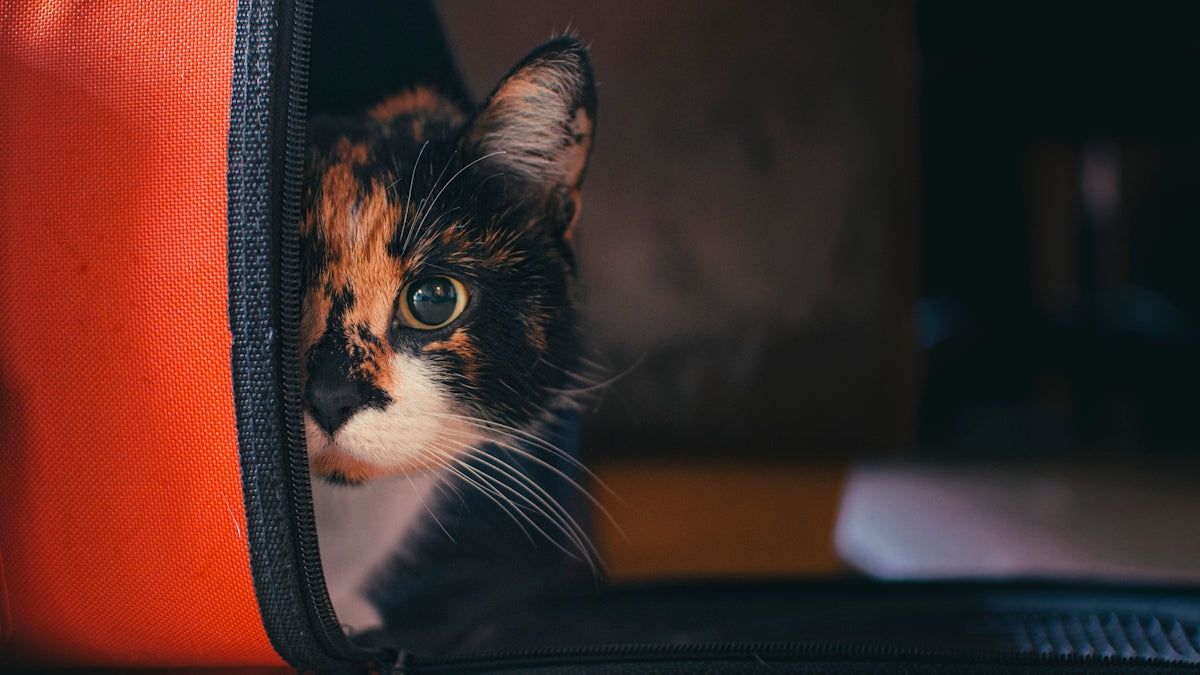 black, orange, and white tabby kitten in pet carrier
