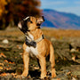 brown smooth coat puppy