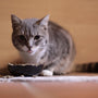 brown tabby cat