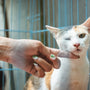shallow focus photo of white and orange cat