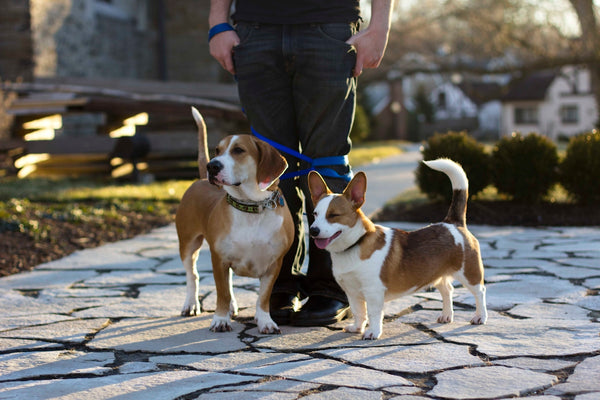 man standing near two tan-and-white dogs