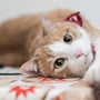 orange tabby cat lying on white and red textile