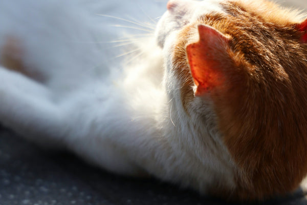 orange and white cat lying on black concrete floor