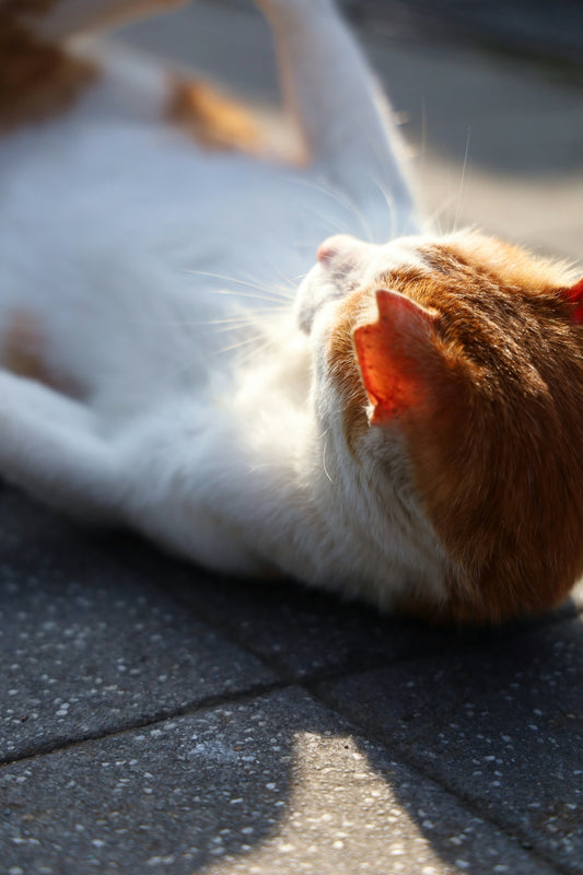 orange and white cat lying on black concrete floor