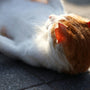 orange and white cat lying on black concrete floor