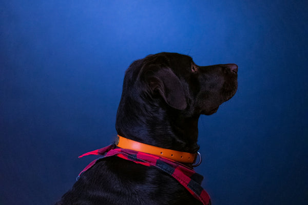 black labrador retriever with red collar
