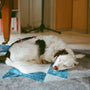 white long coated dog lying on blue and white textile