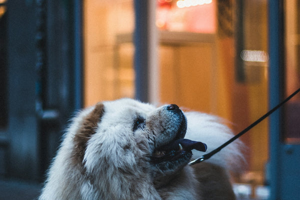 brown and white long coated dog