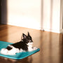 black and white cat on blue and white rectangular tray