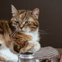 brown and white tabby cat on white textile