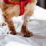 brown long coated dog with red and white scarf on snow covered ground