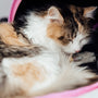 white orange and black cat
