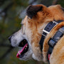brown short coated dog with brown and black collar