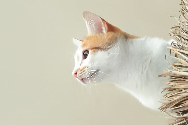 orange and white cat on brown plant