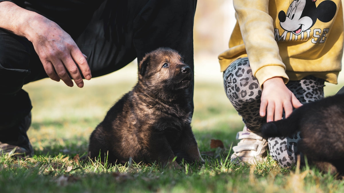 brown and black short coated puppy on green grass during daytime