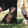 brown and black short coated puppy on green grass during daytime
