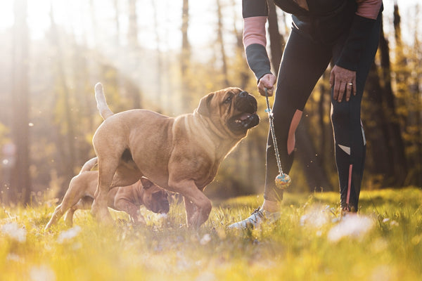 brown short coated dog running on green grass field during daytime