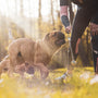 brown short coated dog running on green grass field during daytime