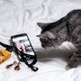 silver tabby cat lying on white textile